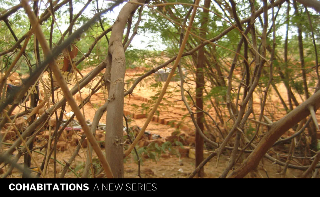 Image of tree branches with text at bottom that reads "Cohabitations a new series"